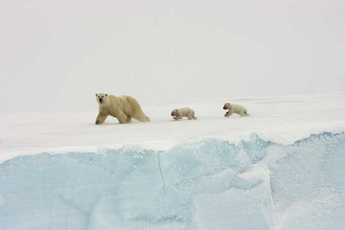 Polar Bear (Ursus maritimus)