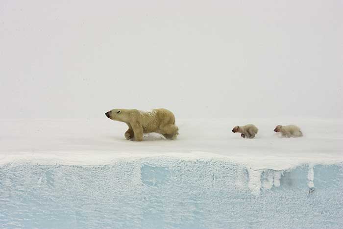 Polar Bear (Ursus maritimus)