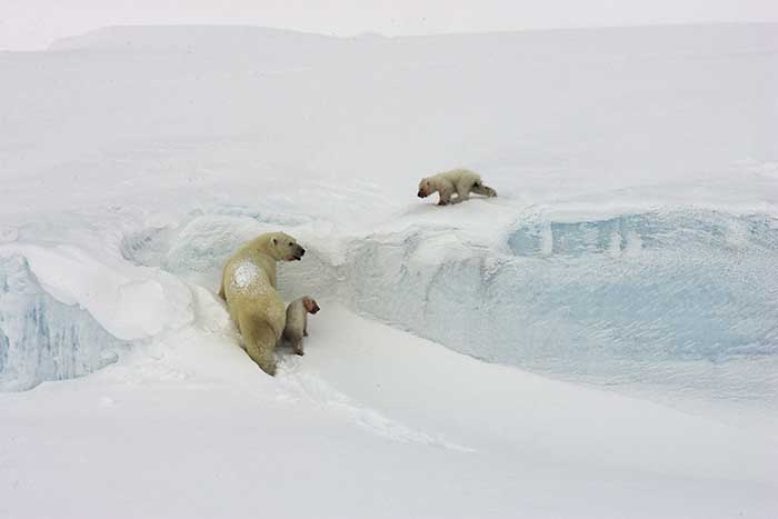 Polar Bear (Ursus maritimus)