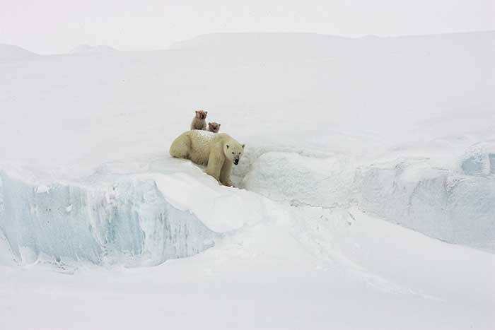 Polar Bear (Ursus maritimus)