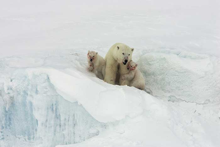 Polar Bear (Ursus maritimus)