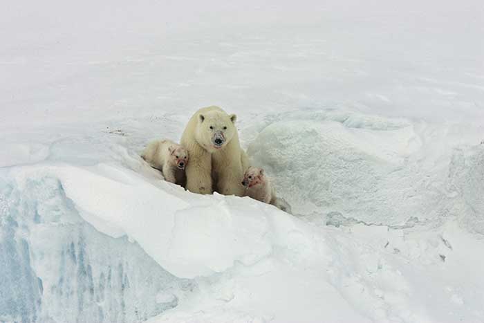 Polar Bear (Ursus maritimus)