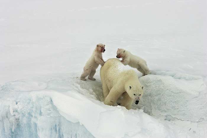 Polar Bear (Ursus maritimus)