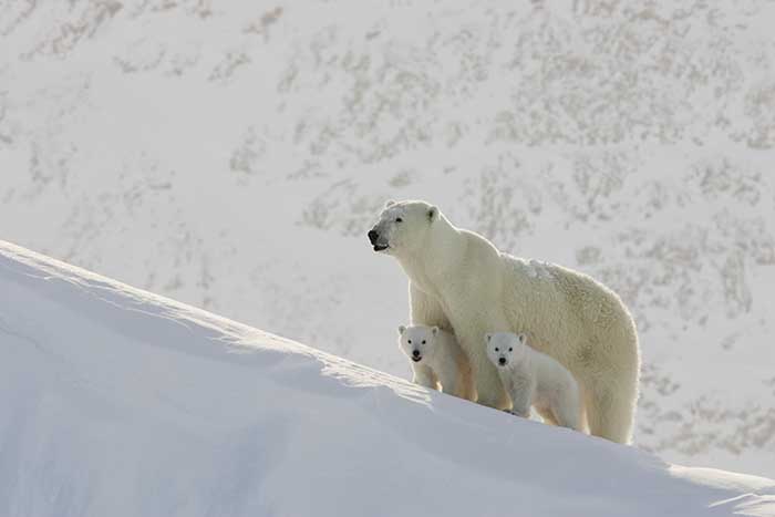 Polar Bear (Ursus maritimus)