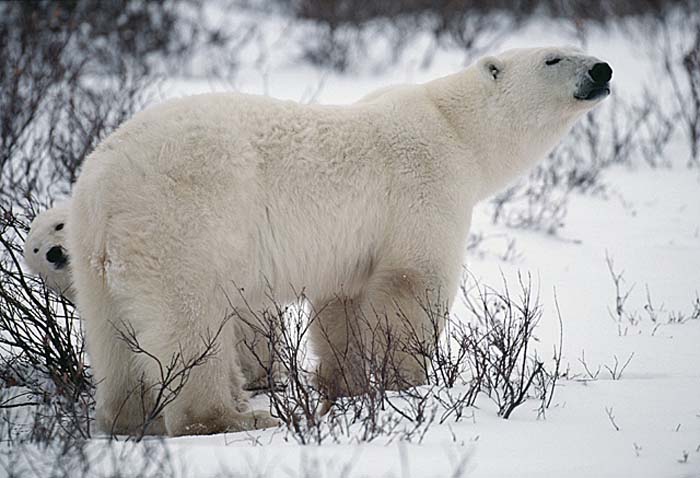 Polar Bears (Ursus maritimus)