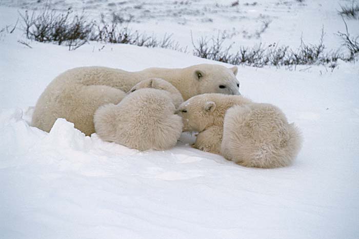 Polar Bears (Ursus maritimus)