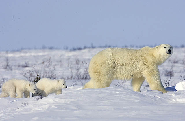 Polar Bear (Ursus maritimus)