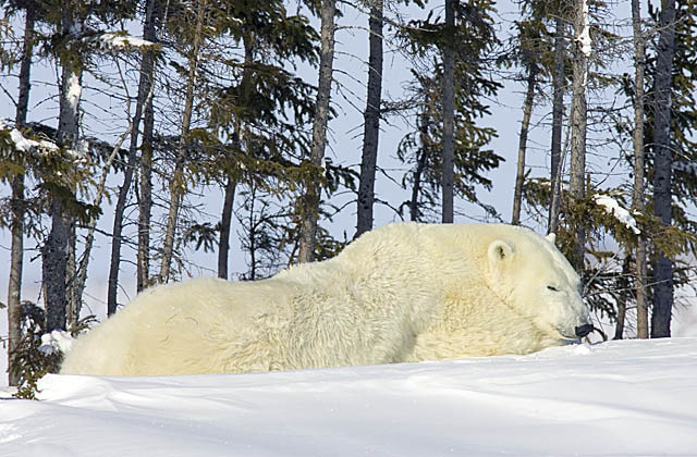 Polar Bear (Ursus maritimus)