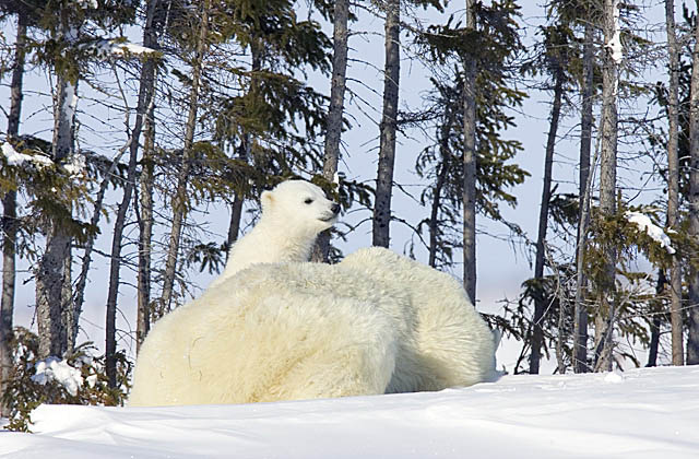 Polar Bear (Ursus maritimus)