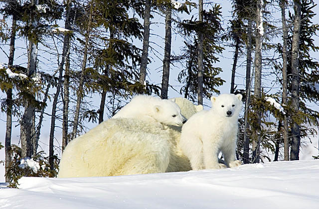 Polar Bear (Ursus maritimus)