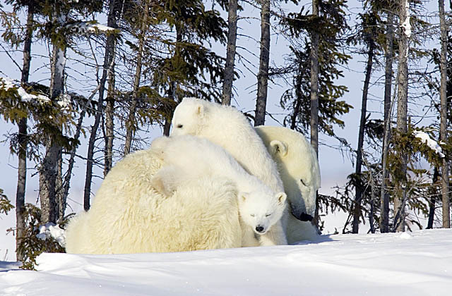 Polar Bear (Ursus maritimus)