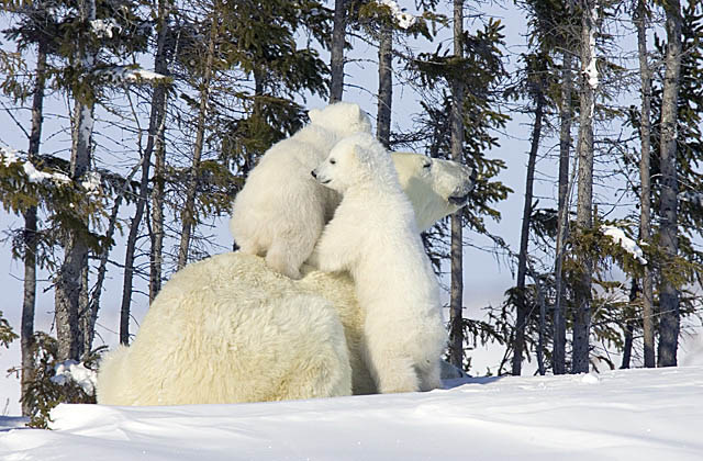 Polar Bear (Ursus maritimus)