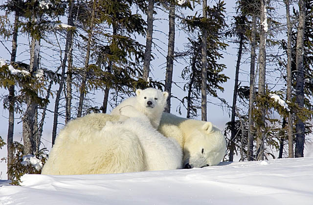 Polar Bear (Ursus maritimus)