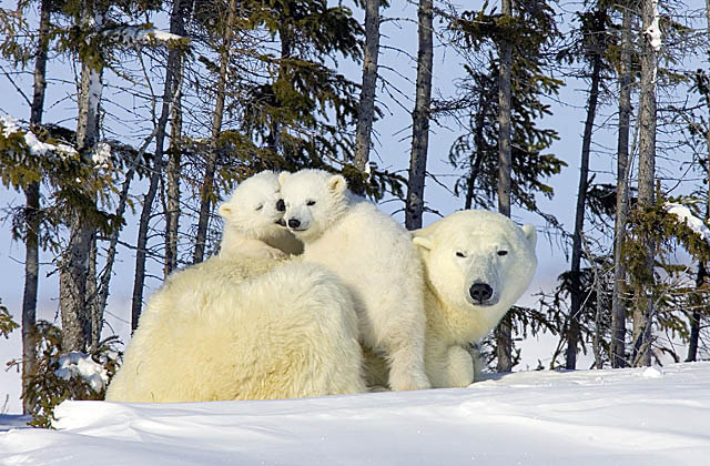 Polar Bear (Ursus maritimus)