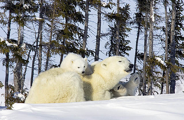 Polar Bear (Ursus maritimus)