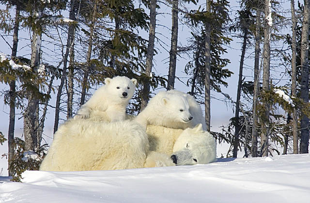 Polar Bear (Ursus maritimus)