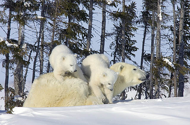 Polar Bear (Ursus maritimus)