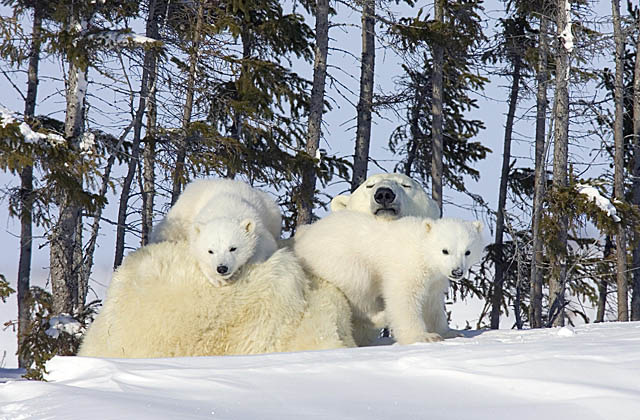 Polar Bear (Ursus maritimus)