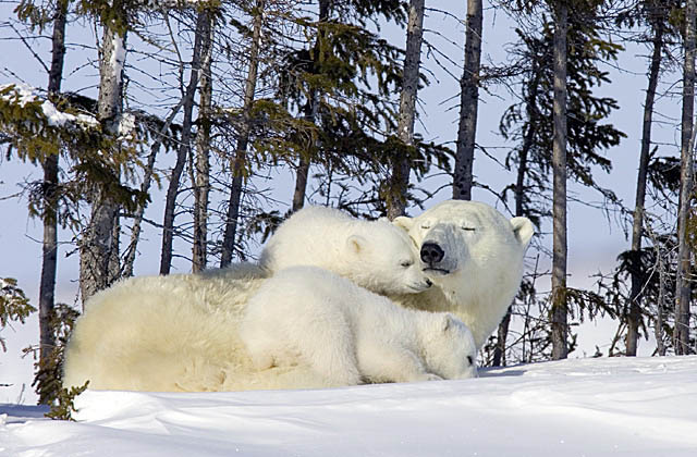 Polar Bear (Ursus maritimus)