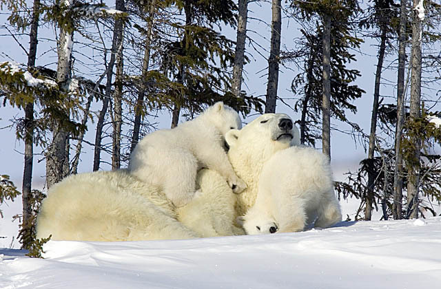 Polar Bear (Ursus maritimus)