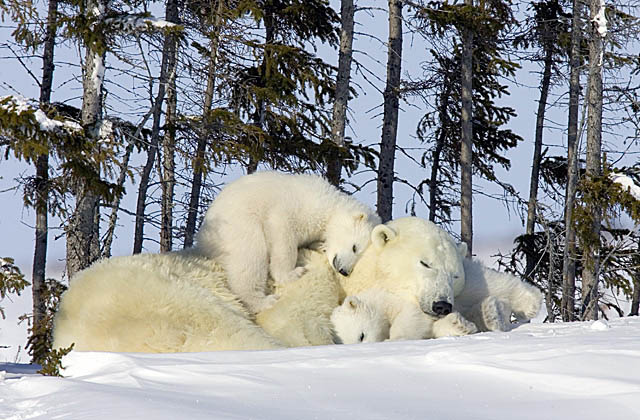 Polar Bear (Ursus maritimus)