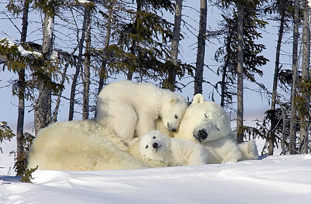 Polar Bear (Ursus maritimus)