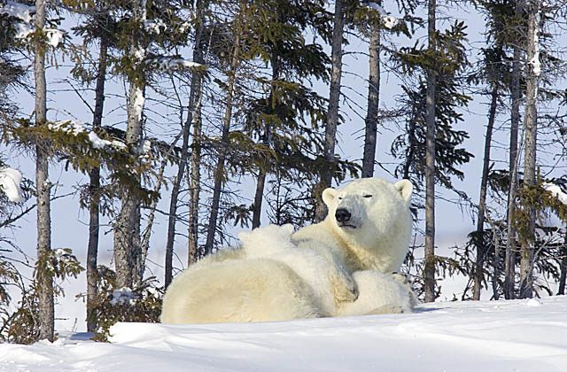 Polar Bear (Ursus maritimus)