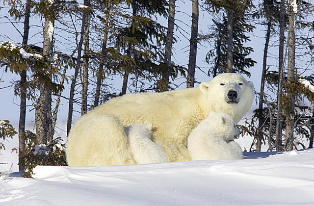 Polar Bear (Ursus maritimus)