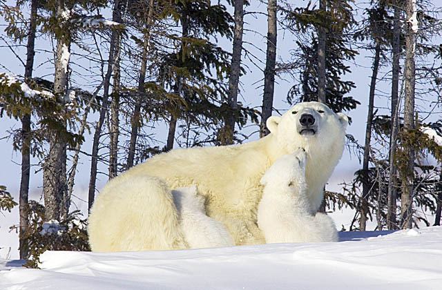 Polar Bear (Ursus maritimus)