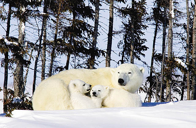 Polar Bear (Ursus maritimus)