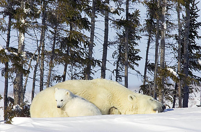 Polar Bear (Ursus maritimus)