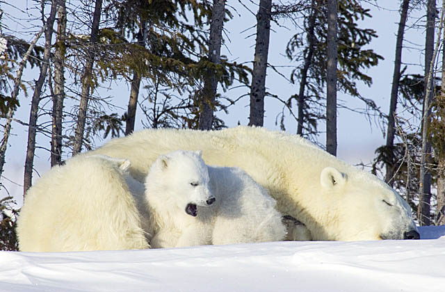 Polar Bear (Ursus maritimus)