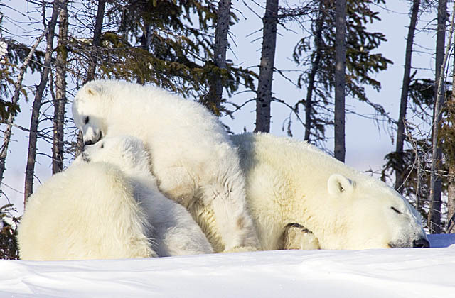 Polar Bear (Ursus maritimus)