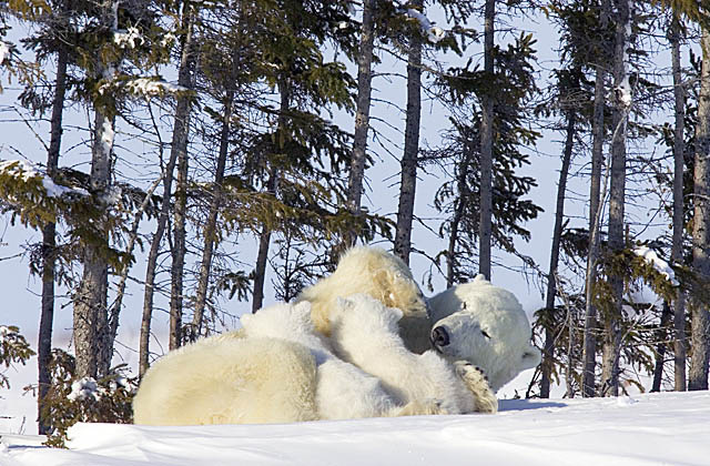 Polar Bear (Ursus maritimus)