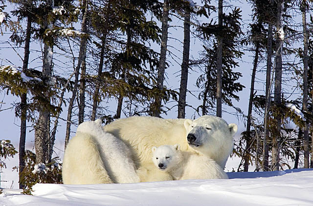 Polar Bear (Ursus maritimus)