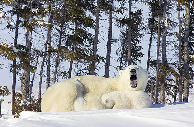 Polar Bear (Ursus maritimus)