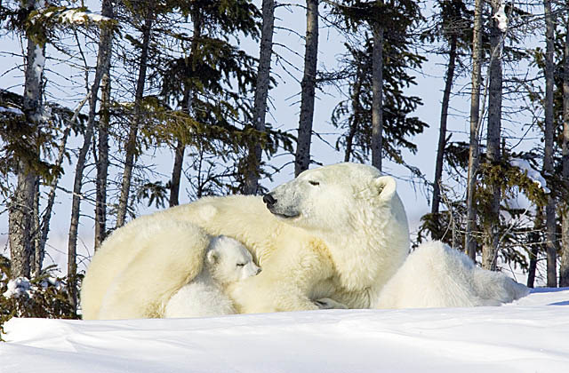 Polar Bear (Ursus maritimus)