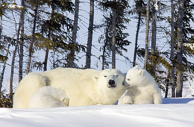 Polar Bear (Ursus maritimus)