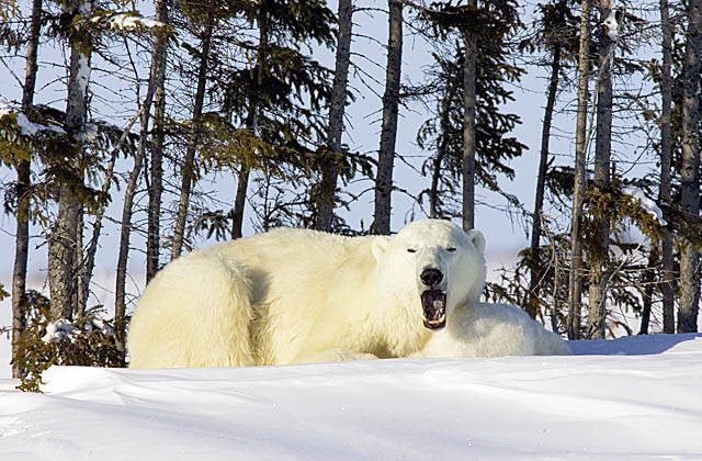 Polar Bear (Ursus maritimus)