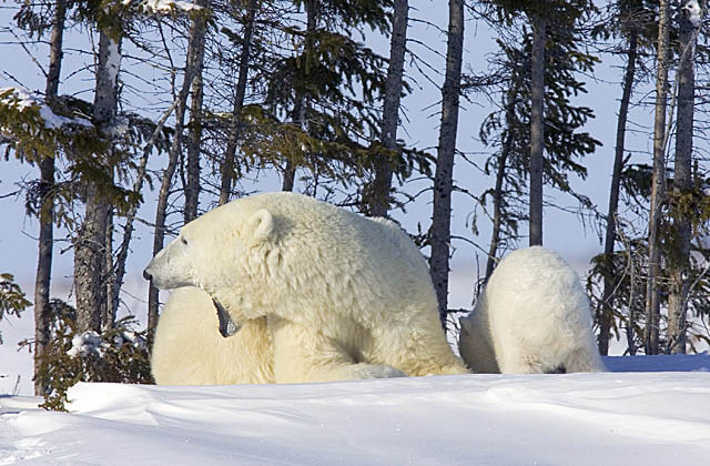 Polar Bear (Ursus maritimus)