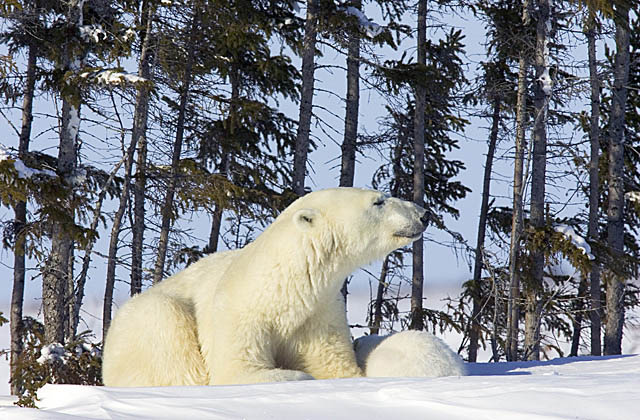 Polar Bear (Ursus maritimus)