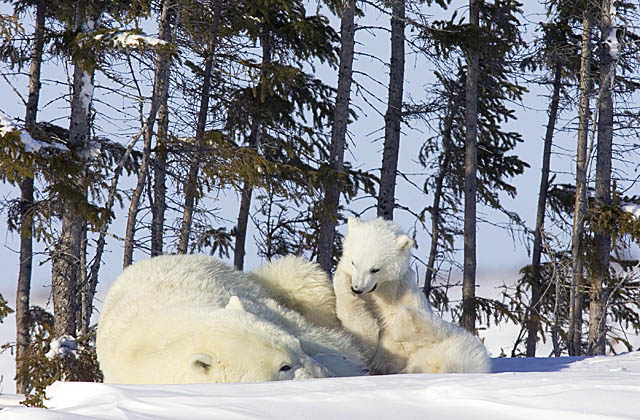 Polar Bear (Ursus maritimus)