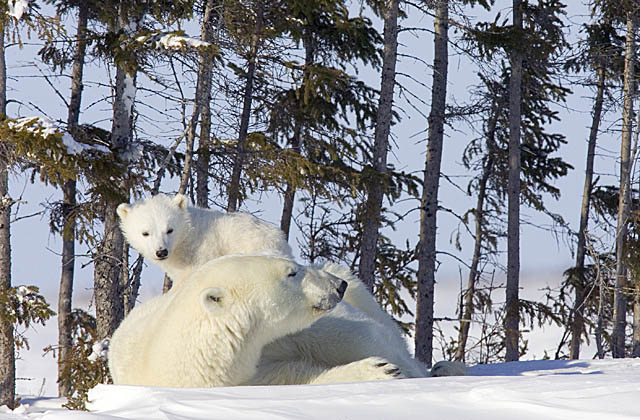 Polar Bear (Ursus maritimus)