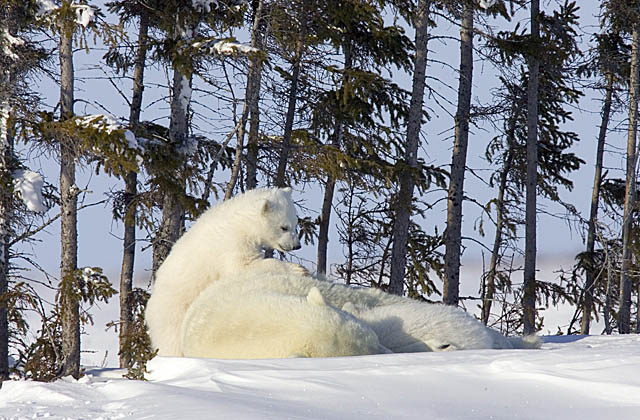 Polar Bear (Ursus maritimus)