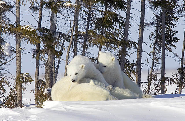 Polar Bear (Ursus maritimus)