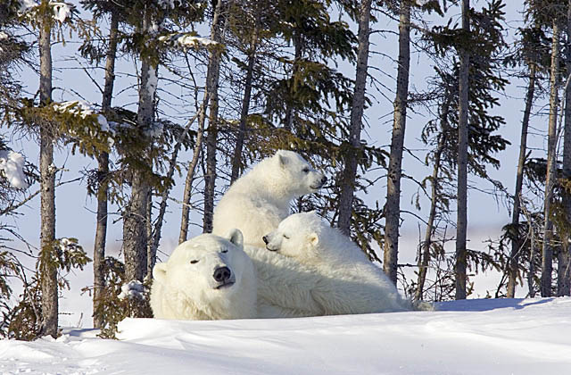 Polar Bear (Ursus maritimus)