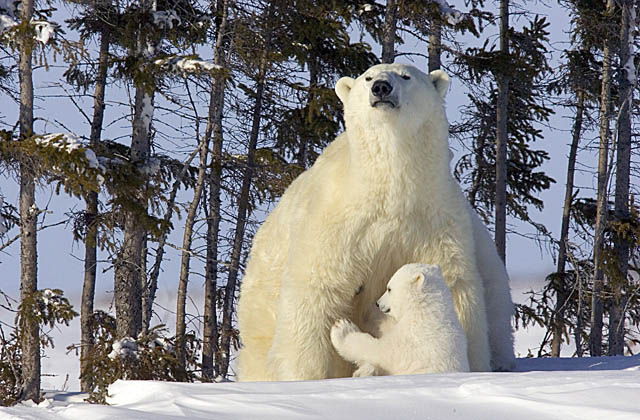 Polar Bear (Ursus maritimus)