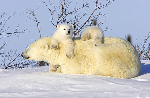 Polar Bear (Ursus maritimus)