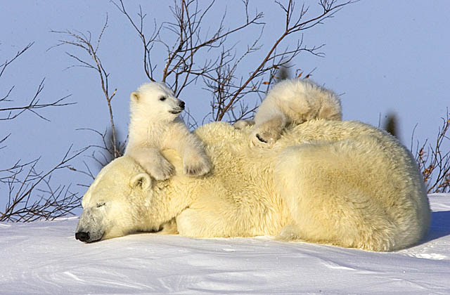 Polar Bear (Ursus maritimus)