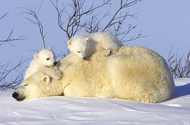 Polar Bear (Ursus maritimus)